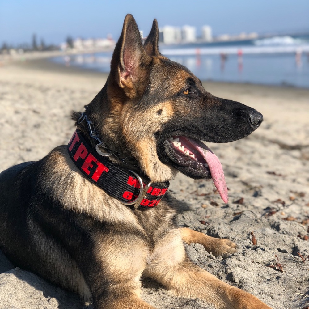 Custom Dog Collars!